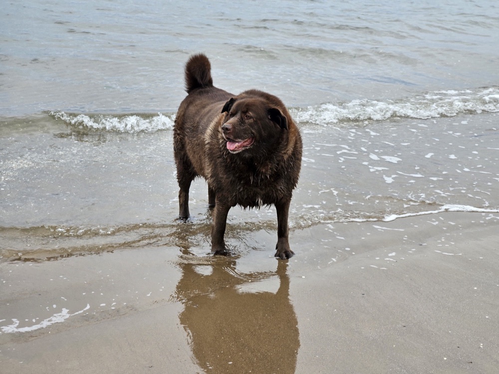 Stylo the dog standing in the surf, looking off to one side.